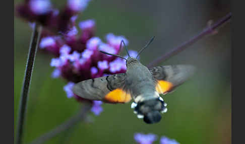 Taubenschwänzchen (Macroglossum stellatarum)