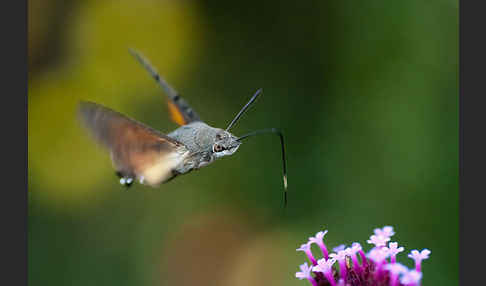 Taubenschwänzchen (Macroglossum stellatarum)