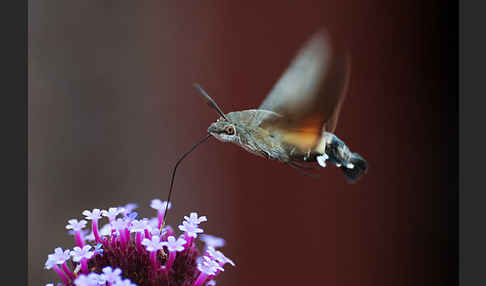 Taubenschwänzchen (Macroglossum stellatarum)