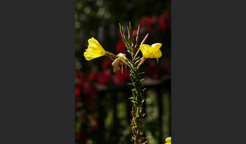 Nachtkerze (Oenothera spec.)