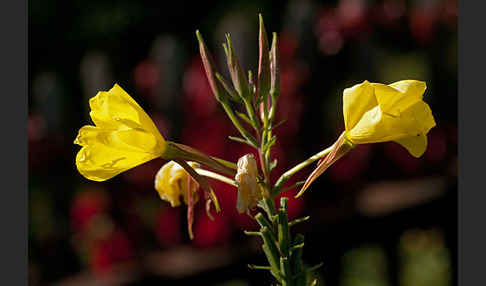 Nachtkerze (Oenothera spec.)