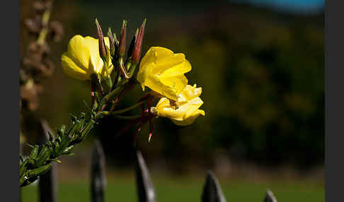 Nachtkerze (Oenothera spec.)