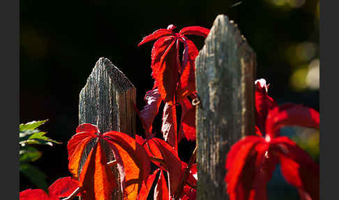 Wilder Wein (Parthenocissus spec.)