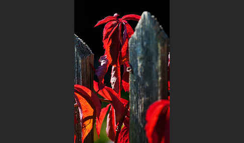 Wilder Wein (Parthenocissus spec.)