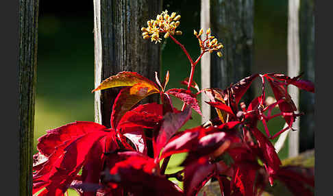 Wilder Wein (Parthenocissus spec.)