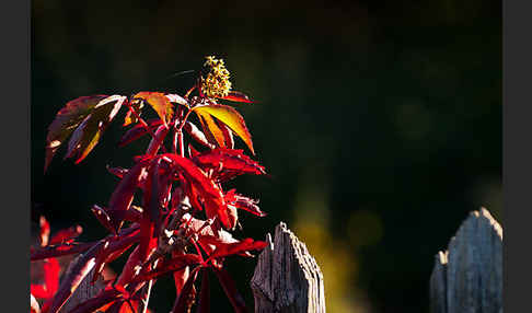 Wilder Wein (Parthenocissus spec.)