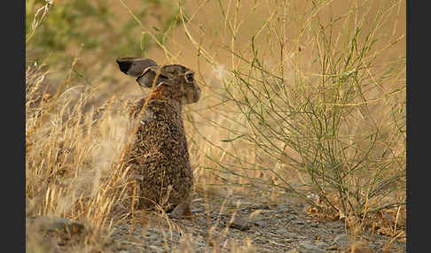 Iberischer Hase (Lepus granatensis)