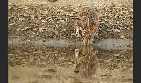 Iberischer Hase (Lepus granatensis)