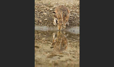 Iberischer Hase (Lepus granatensis)