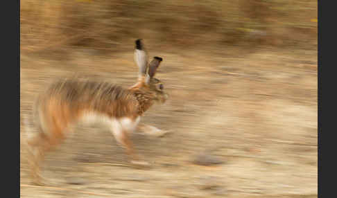 Iberischer Hase (Lepus granatensis)