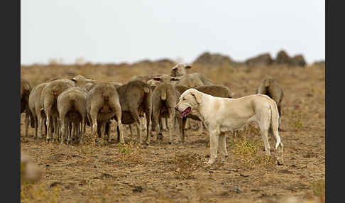 Haushund (Canis lupus familiaris)