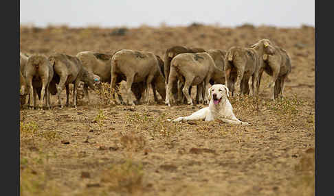 Haushund (Canis lupus familiaris)