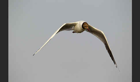 Lachmöwe (Larus ridibundus)