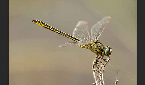 Westliche Keiljungfer (Gomphus pulchellus)