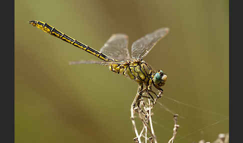 Westliche Keiljungfer (Gomphus pulchellus)