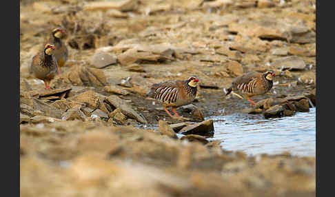 Rothuhn (Alectoris rufa)