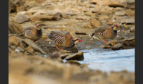 Rothuhn (Alectoris rufa)