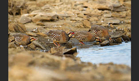 Rothuhn (Alectoris rufa)