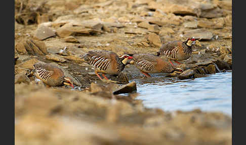 Rothuhn (Alectoris rufa)