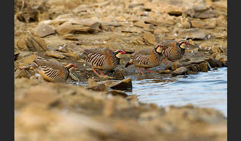 Rothuhn (Alectoris rufa)