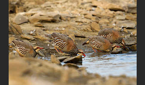 Rothuhn (Alectoris rufa)