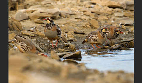 Rothuhn (Alectoris rufa)