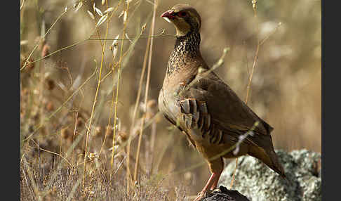 Rothuhn (Alectoris rufa)