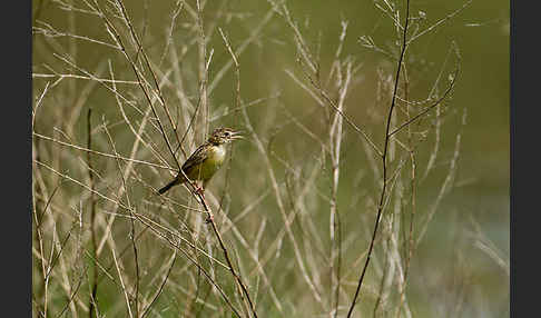 Cistensänger (Cisticola juncidis)