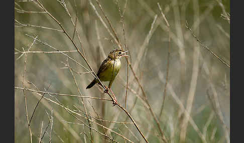 Cistensänger (Cisticola juncidis)