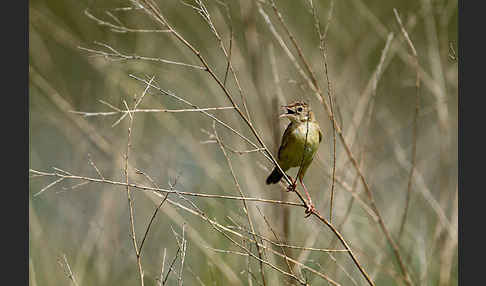 Cistensänger (Cisticola juncidis)