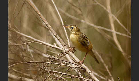 Cistensänger (Cisticola juncidis)