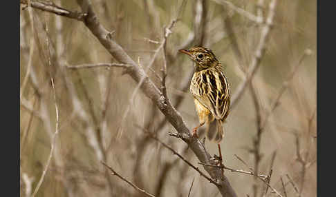 Cistensänger (Cisticola juncidis)