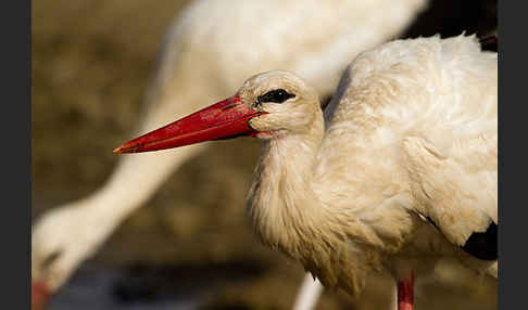 Weißstorch (Ciconia ciconia)