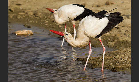 Weißstorch (Ciconia ciconia)