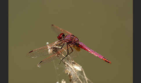 Rotviolette Segellibelle (Trithemis annulata)