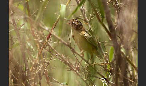 Cistensänger (Cisticola juncidis)