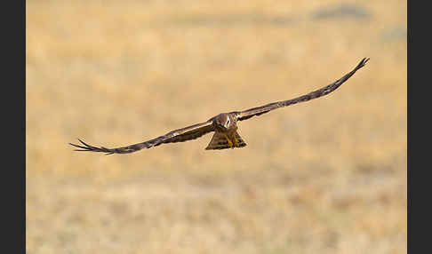 Wiesenweihe (Circus pygargus)