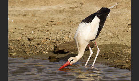 Weißstorch (Ciconia ciconia)