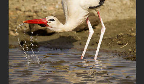 Weißstorch (Ciconia ciconia)