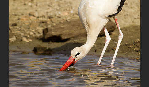 Weißstorch (Ciconia ciconia)