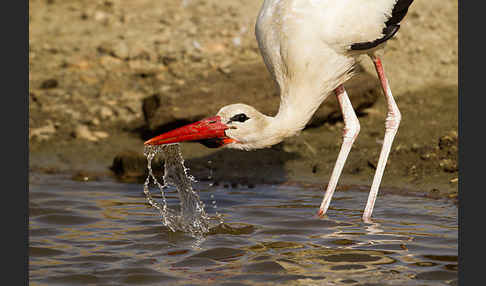 Weißstorch (Ciconia ciconia)