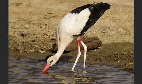 Weißstorch (Ciconia ciconia)