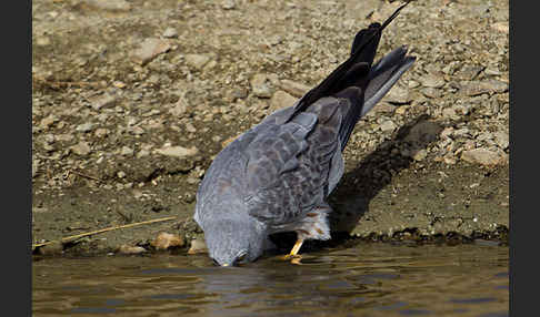 Wiesenweihe (Circus pygargus)