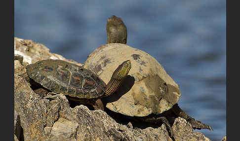 Spanische Wasserschildkröte (Mauremys leprosa)