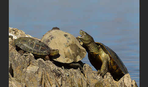 Spanische Wasserschildkröte (Mauremys leprosa)