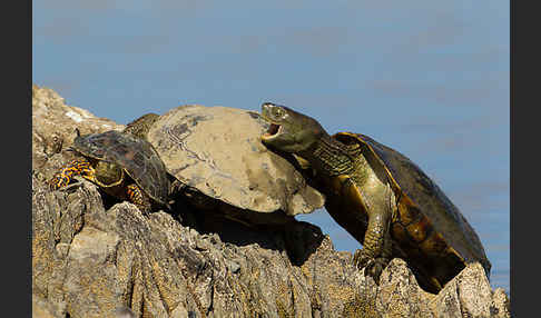 Spanische Wasserschildkröte (Mauremys leprosa)