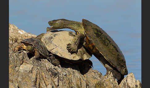 Spanische Wasserschildkröte (Mauremys leprosa)