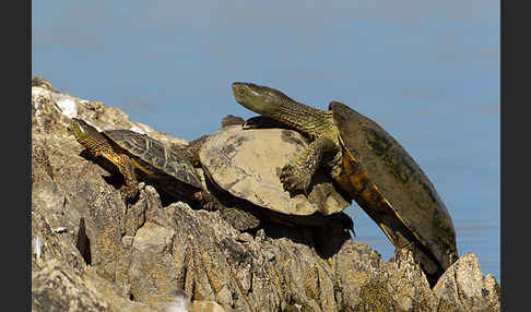 Spanische Wasserschildkröte (Mauremys leprosa)