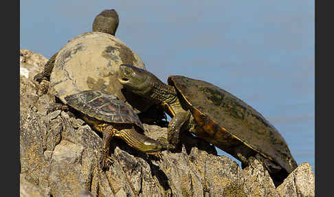 Spanische Wasserschildkröte (Mauremys leprosa)