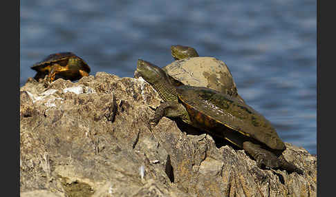 Spanische Wasserschildkröte (Mauremys leprosa)